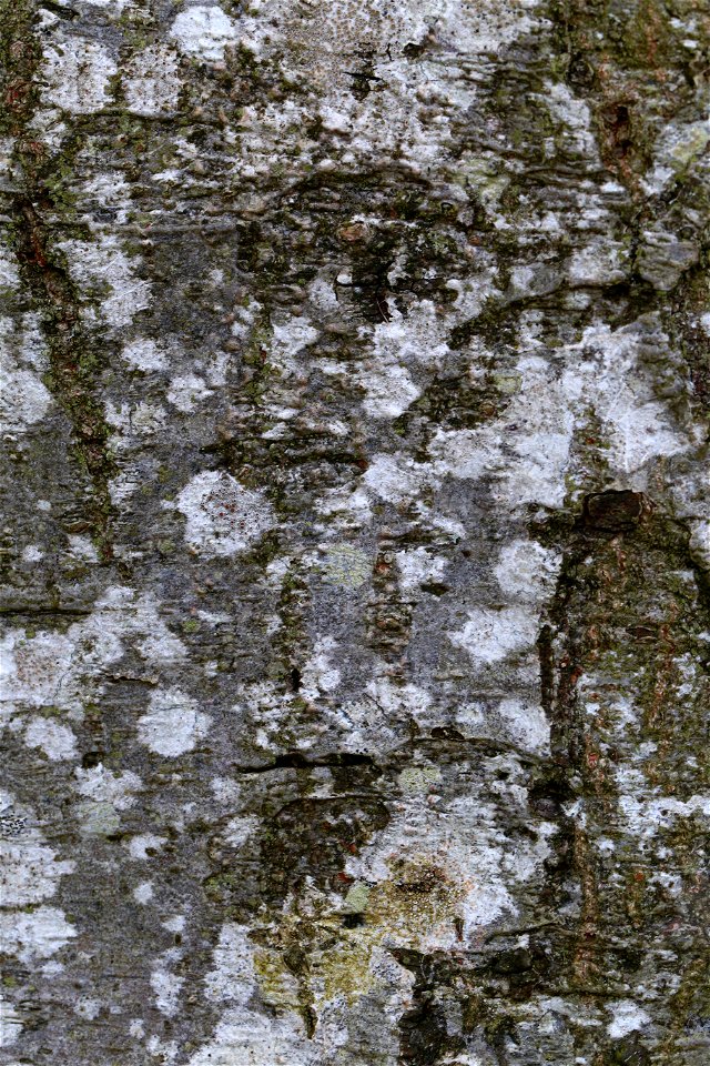 Nature Tree Trunk