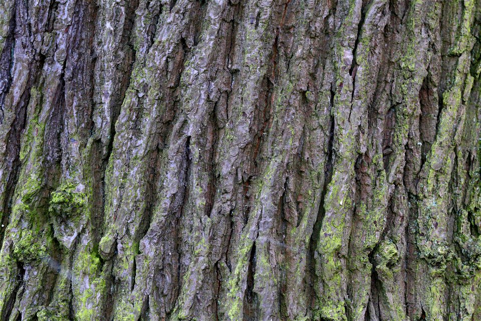 Nature Tree Trunk