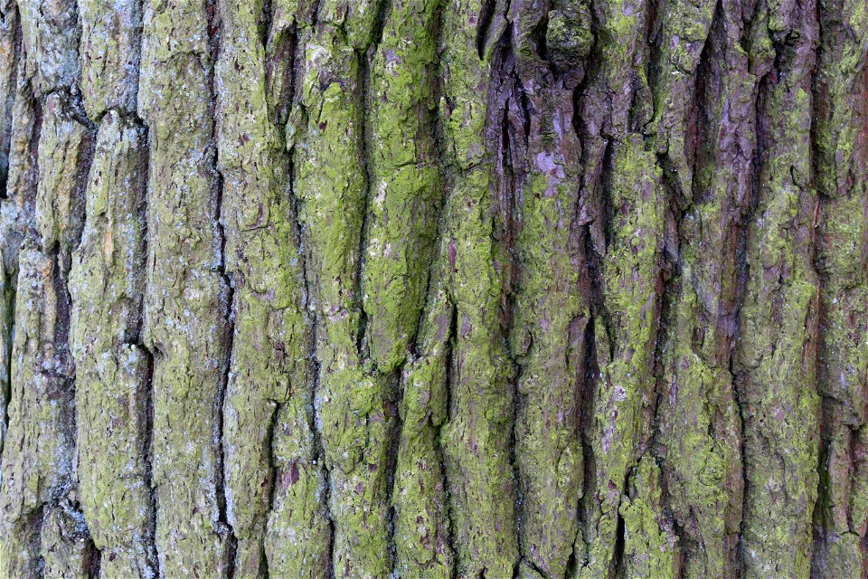 Nature Tree Trunk