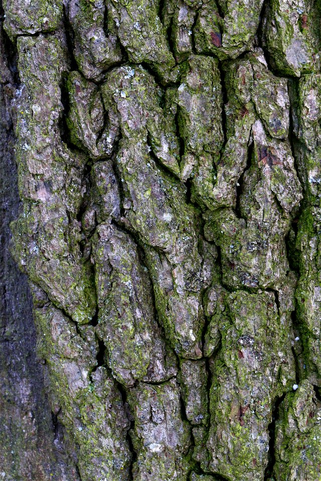 Nature Tree Trunk