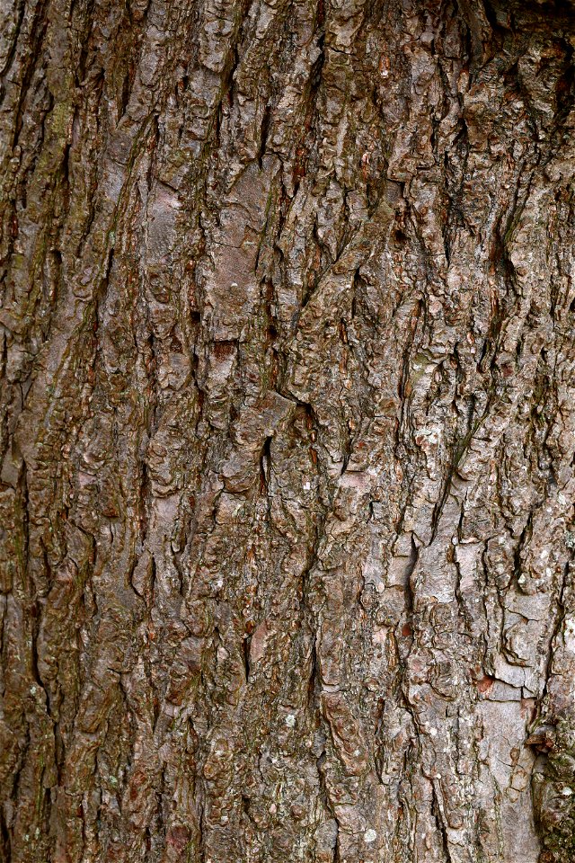 Nature Tree Trunk