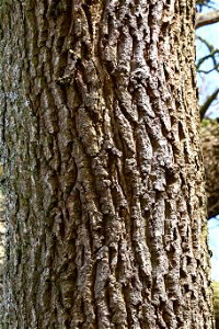 Nature Tree Trunk