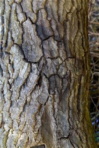 Nature Tree Trunk