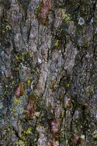 Nature Tree Trunk