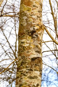 Nature Tree Trunk