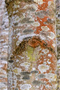 Nature Tree Trunk photo