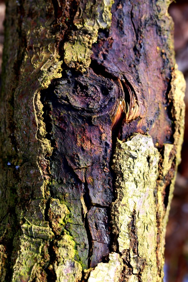 Nature Tree Trunk