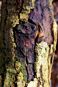 Nature Tree Trunk photo