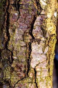 Nature Tree Trunk photo