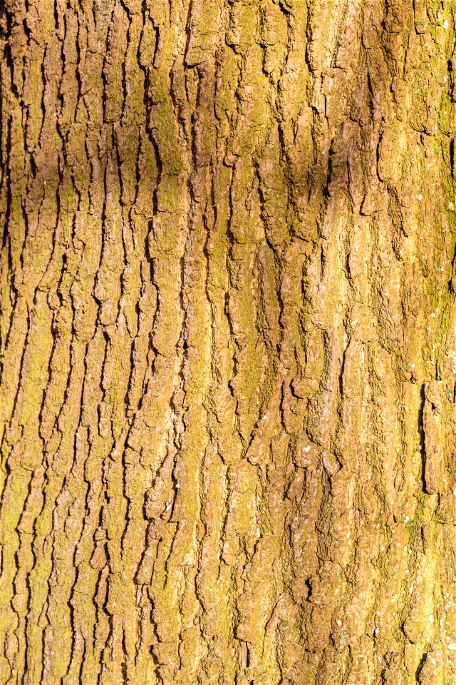 Nature Tree Trunk