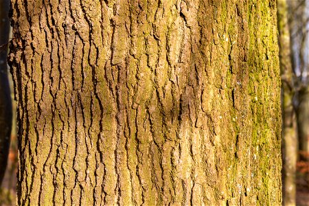 Nature Tree Trunk