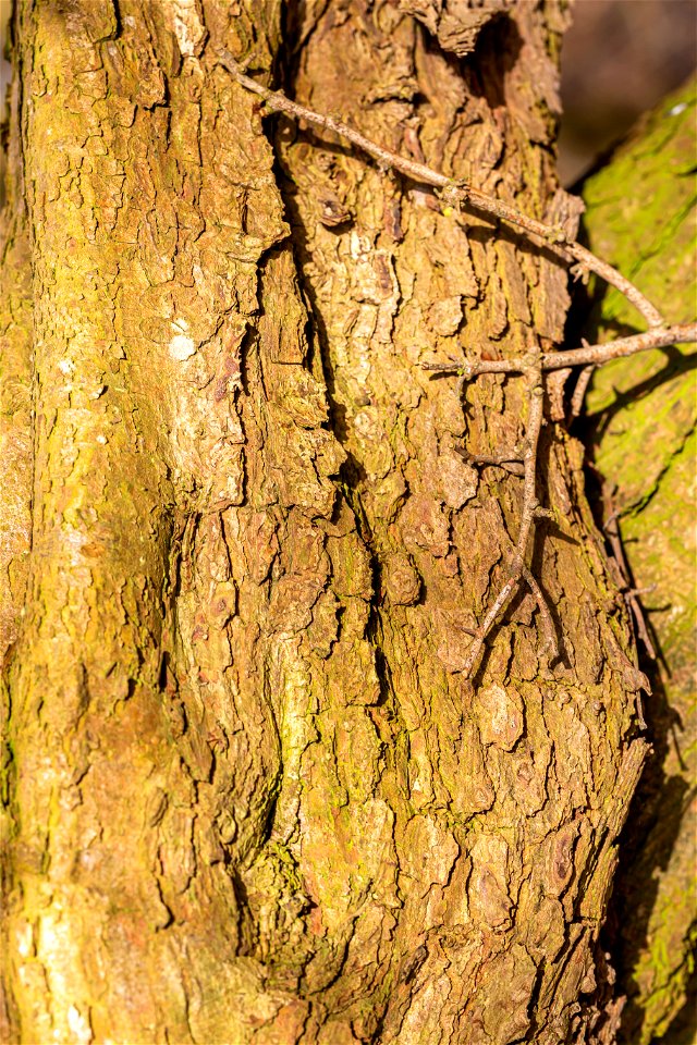 Nature Tree Trunk