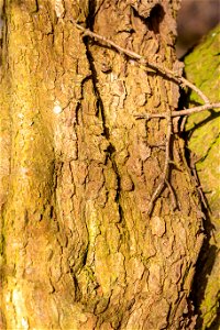 Nature Tree Trunk