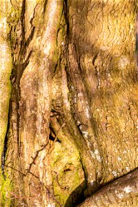 Nature Tree Trunk