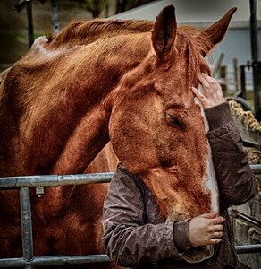 Connectedness horse girl