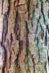 Nature Tree Trunk photo