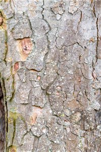 Nature Tree Trunk photo