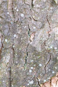 Nature Tree Trunk photo