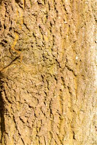 Nature Tree Trunk
