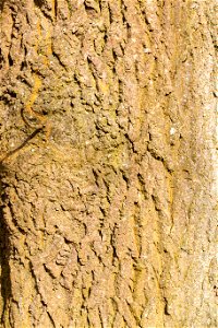 Nature Tree Trunk photo