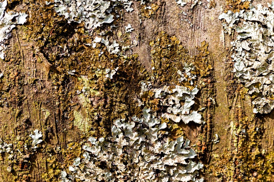 Nature Tree Trunk