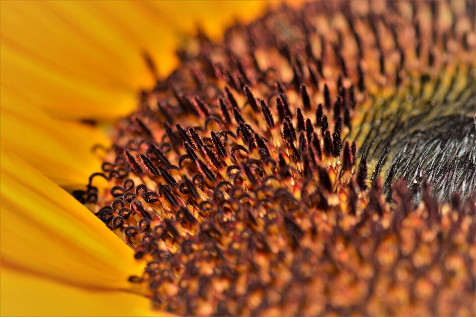Bloom summer yellow