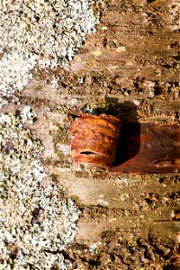 Nature Tree Trunk