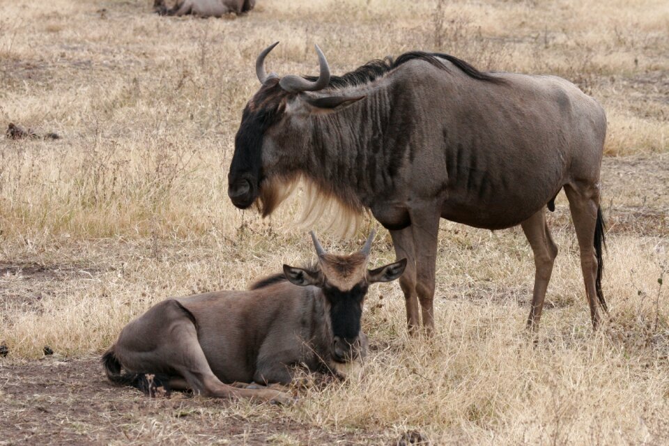 Tarangire animal mammal