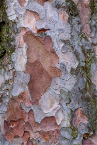 Nature Tree Trunk