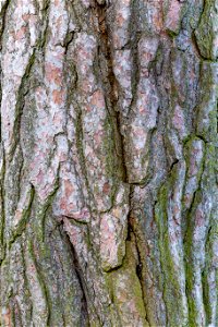 Nature Tree Trunk