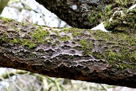 Nature Tree Trunk