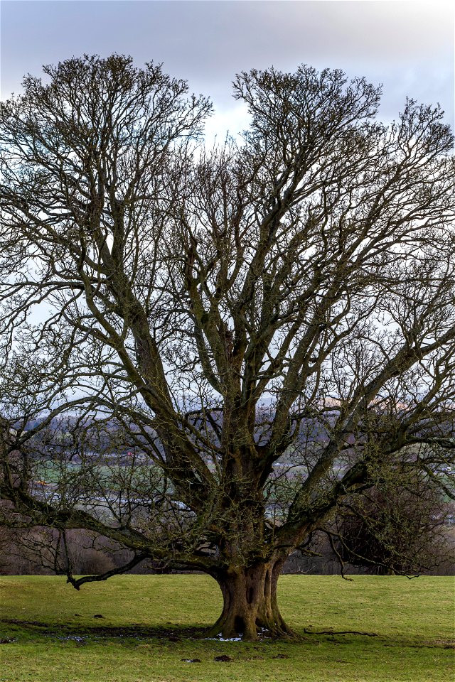 Nature Trees