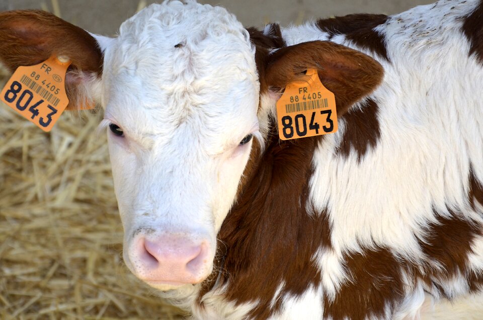 Cow beef agriculture