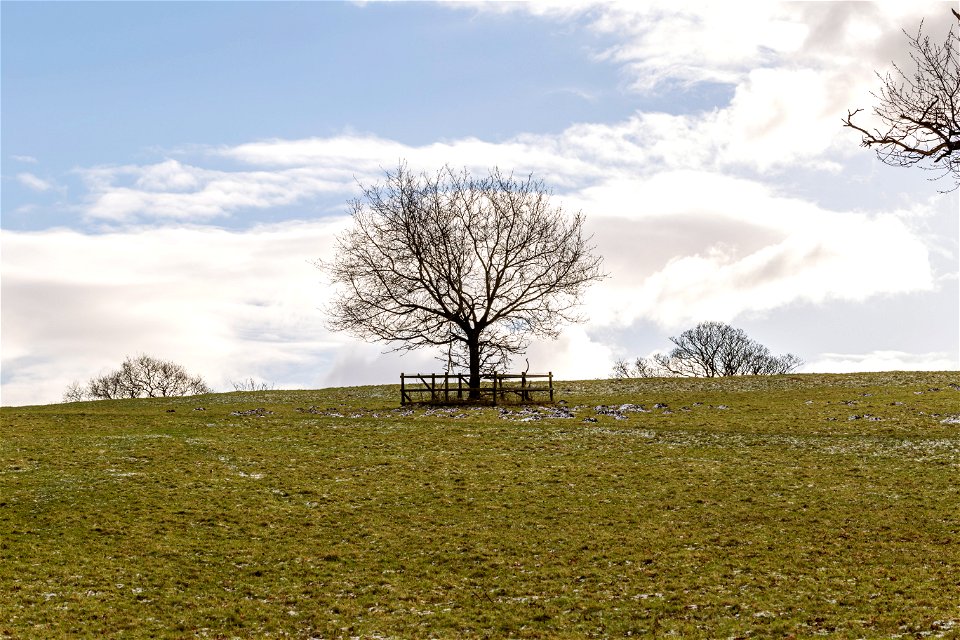 Nature Trees photo