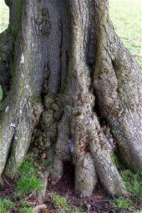 Nature Tree Roots
