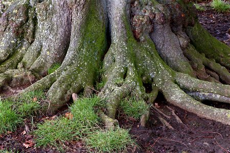 Nature Tree Roots photo
