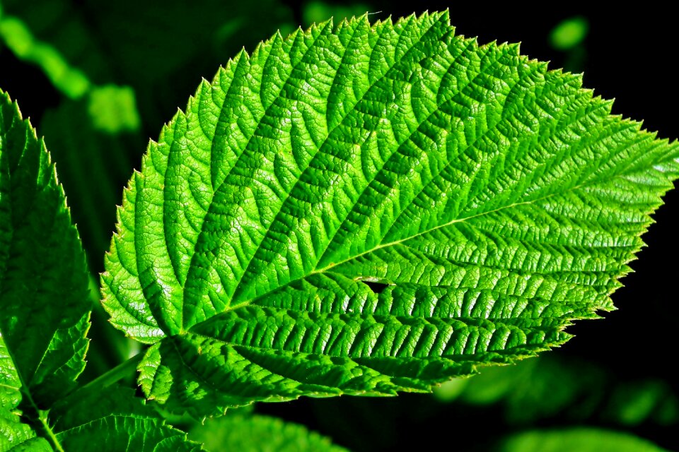 Nature summer garden