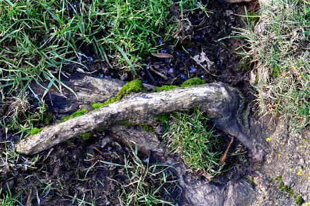 Nature Tree Roots