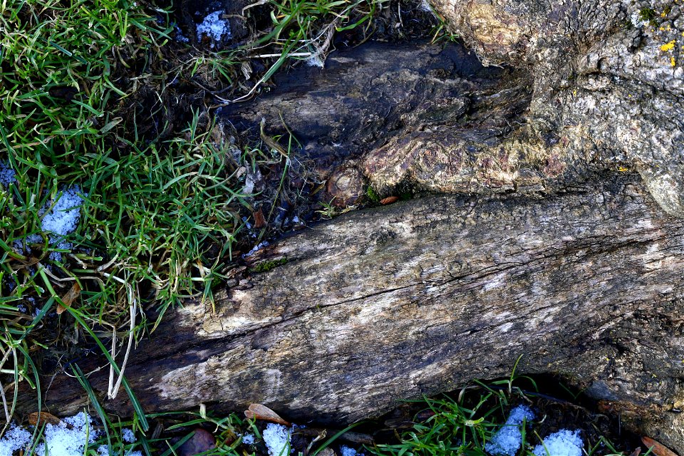 Nature Tree Roots photo