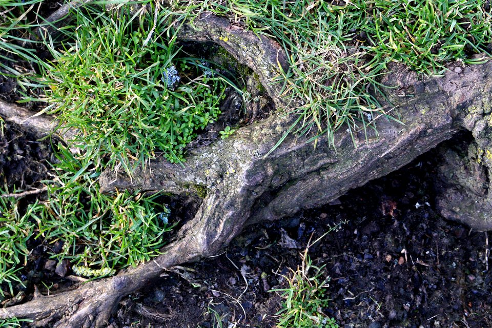 Nature Tree Roots photo