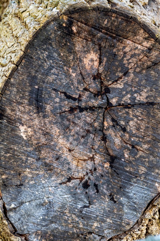 Nature Tree Rings photo