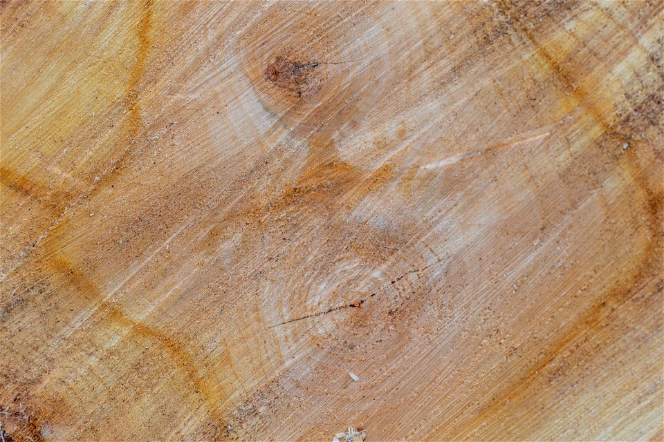 Nature Tree Rings photo