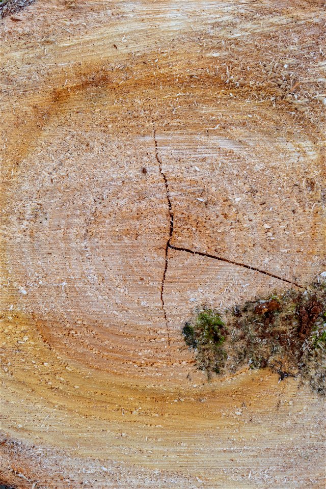 Nature Tree Rings photo