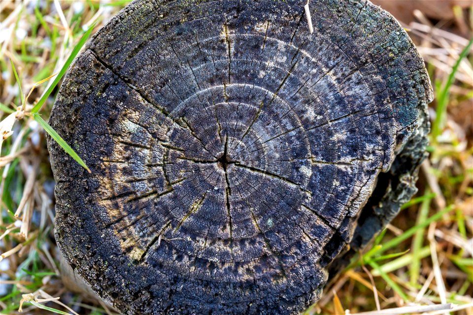 Nature Tree Rings photo