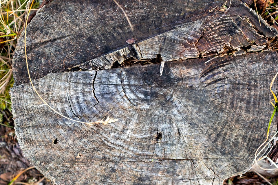 Nature Tree Rings photo