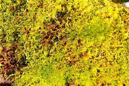 Nature Moss
