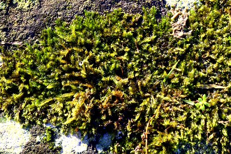 Nature Moss