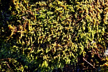 Nature Moss