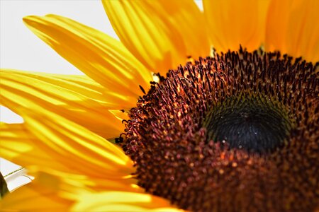 Bloom summer yellow