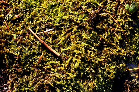 Nature Moss
